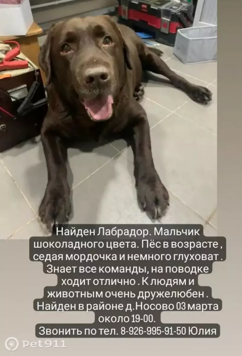 Найдена собака в Московской области - фото в описании | Pet911.ru