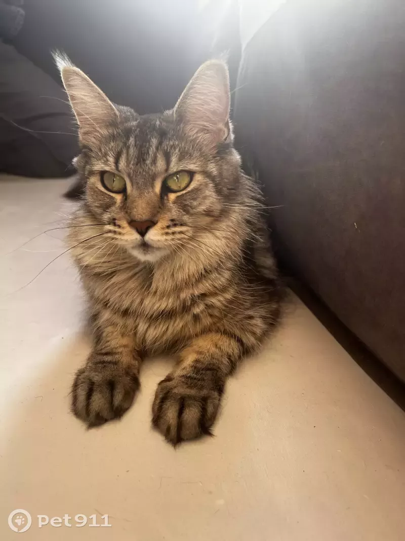 Пропала кошка на ул. Димитрова, вознаграждение 20 тыс. руб. - photo