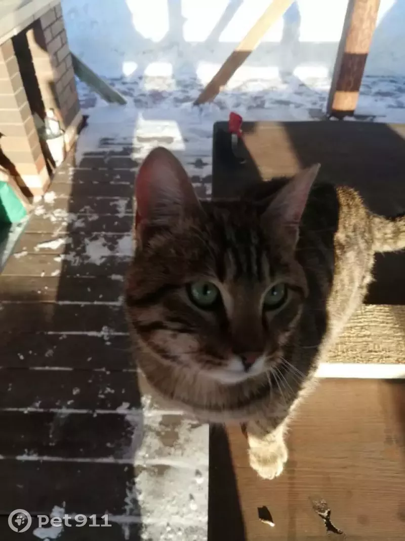 Как должна жить кошка на даче летом, чтобы отдых был удачным?
