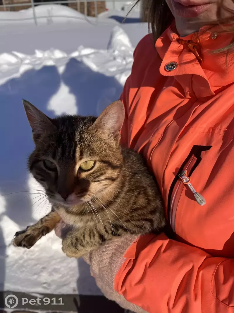 Найден домашний кот на даче в СНТ Серебряный Бор, ул. Абрикосовая |  Pet911.ru