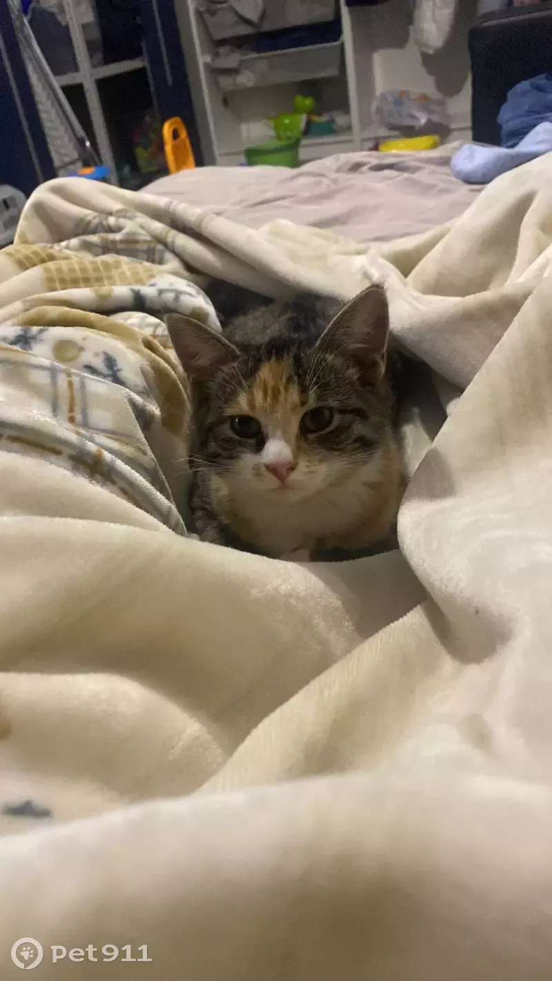 Пропала кошка на проспекте Испытателей, 33 в СПб - photo