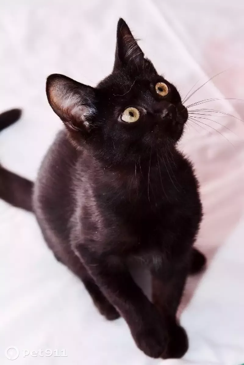 Кот черно шоколадный. Бомбейская порода кошек. Порода кошек Бомбейская кошка. Бомбейская черная кошка. Бомбейская кошка длинношерстная.