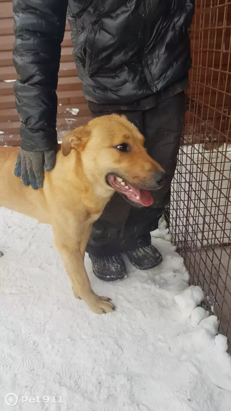 Найдена собака на трассе Сургут-Нижневартовск, ищет дом 🐶 | Pet911.ru