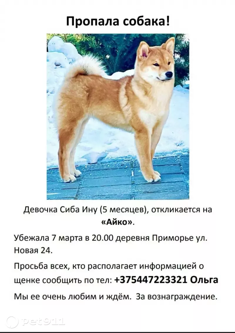 Пропала собака Айко в Приморье, Минский район, Новая улица, 24Б | Pet911.ru