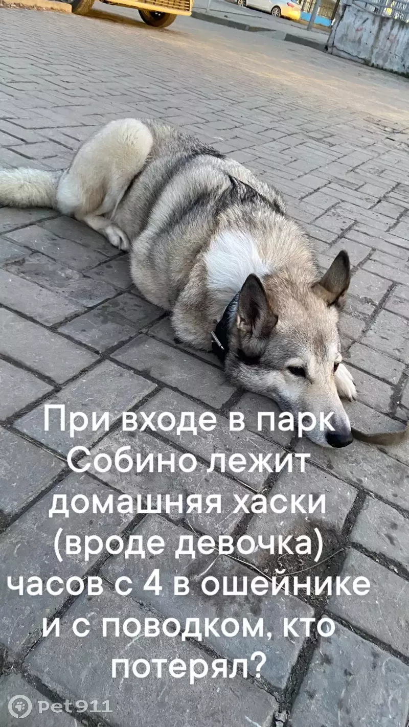 Найдена собака Лайка на Профсоюзной улице в Ростове | Pet911.ru