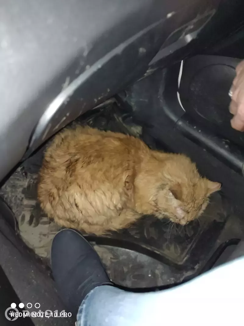 Кошка нуждается в помощи на ул. Калинина, 104, Пенза | Pet911.ru