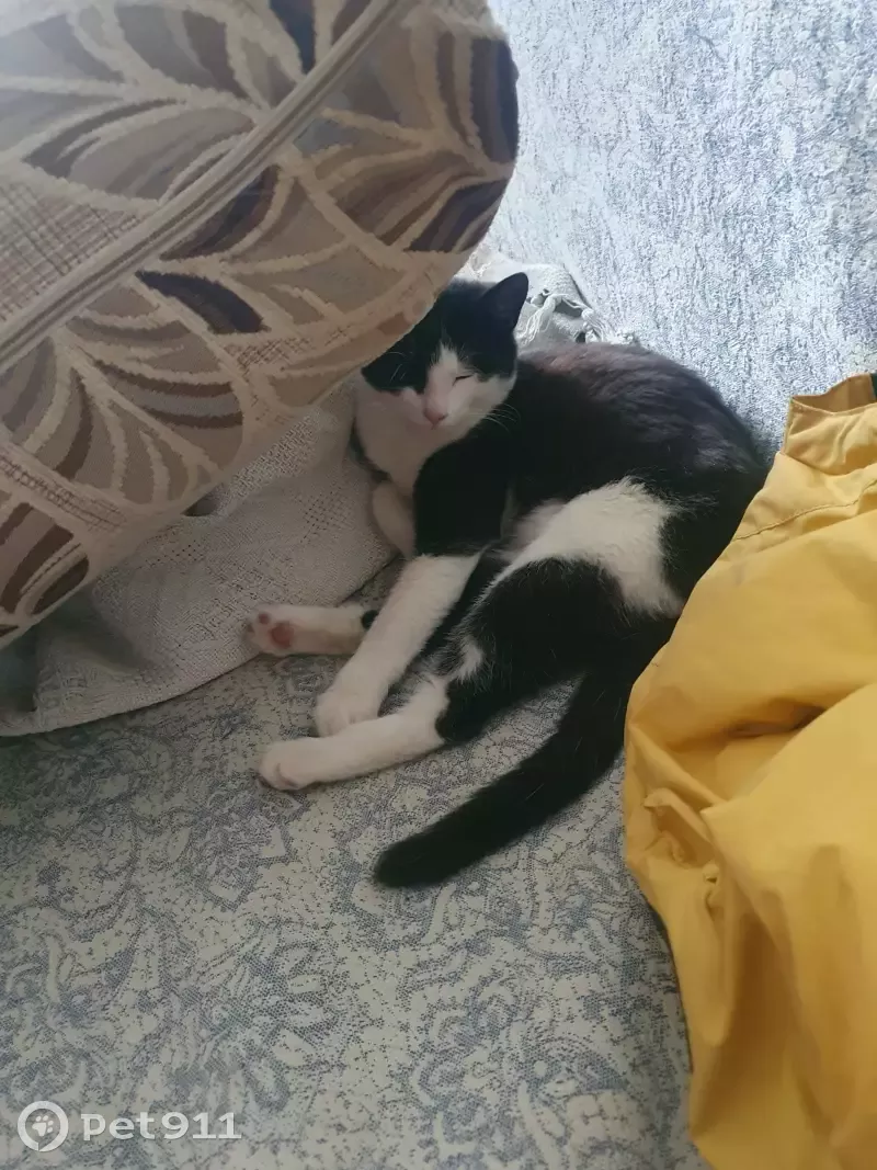 Найдена ручная кошка на Институтской, Щёлково - photo