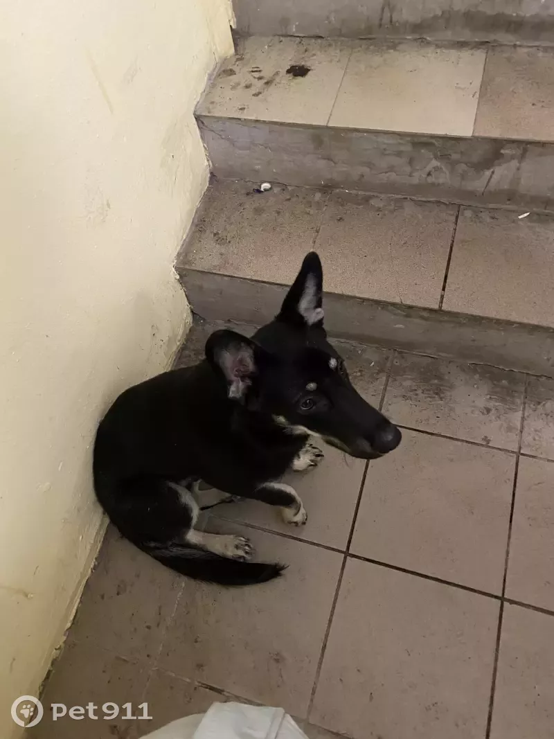 Найдена собака Макс на Кавказской, 26 в Уфе