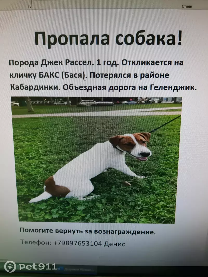 Пропала собака породы Джек Рассел в Кабардинке, помогите найти! | Pet911.ru