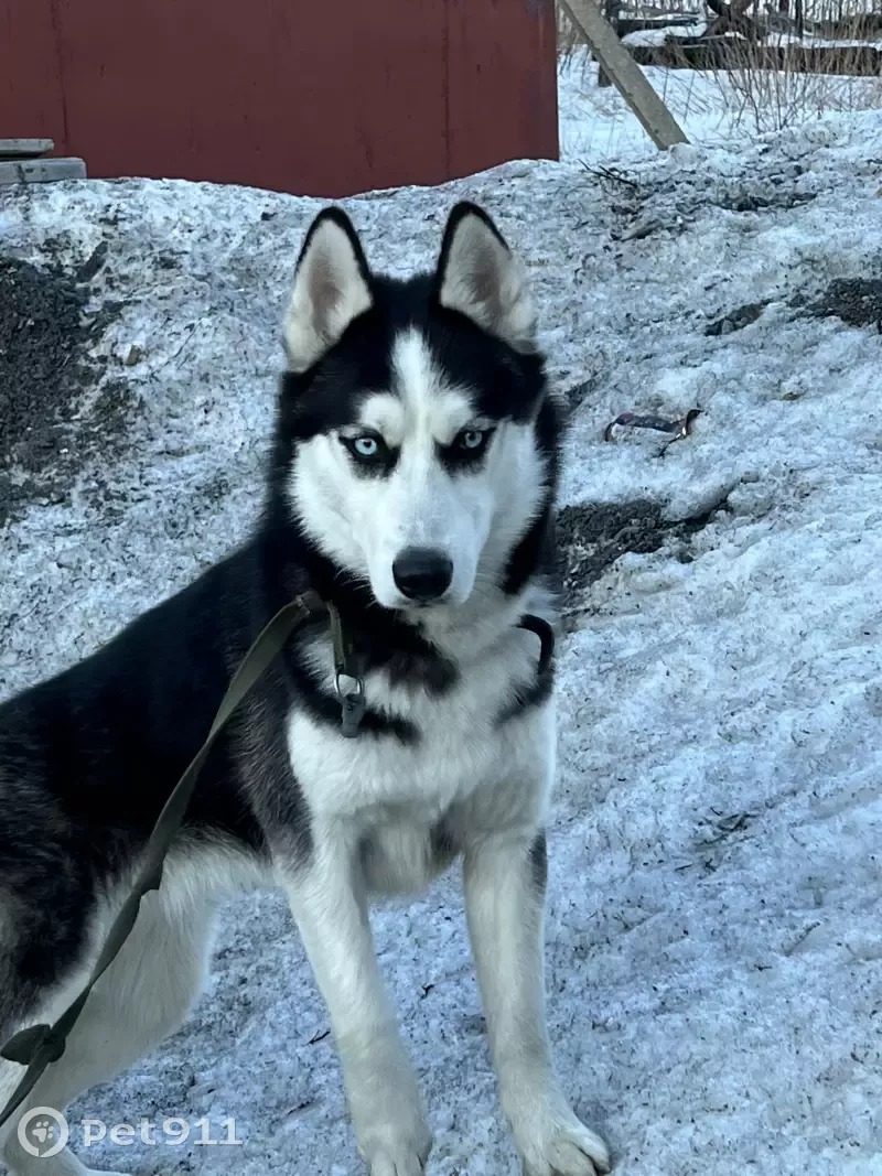 Найден пёс Хаски возле худ. Школы в Кемерово | Pet911.ru