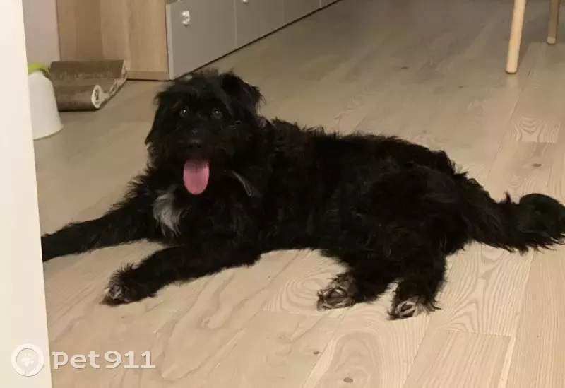 Собака найдена на Саларьевском проезде, Московский поселок