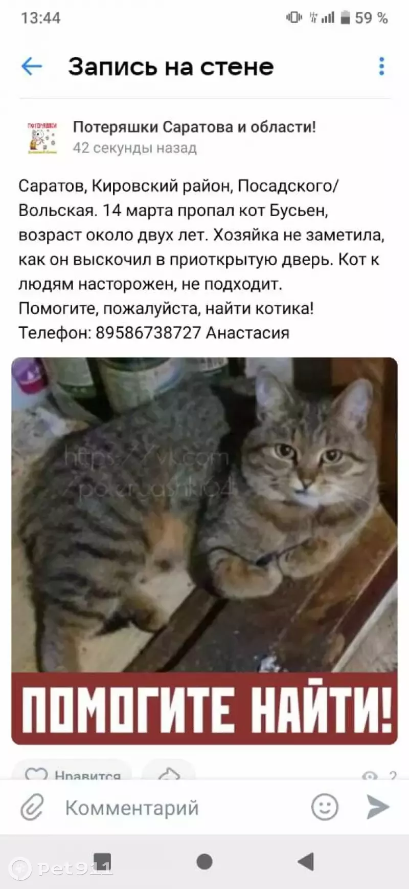 Пропала кошка на улице Посадского, 159Е в Саратове | Pet911.ru