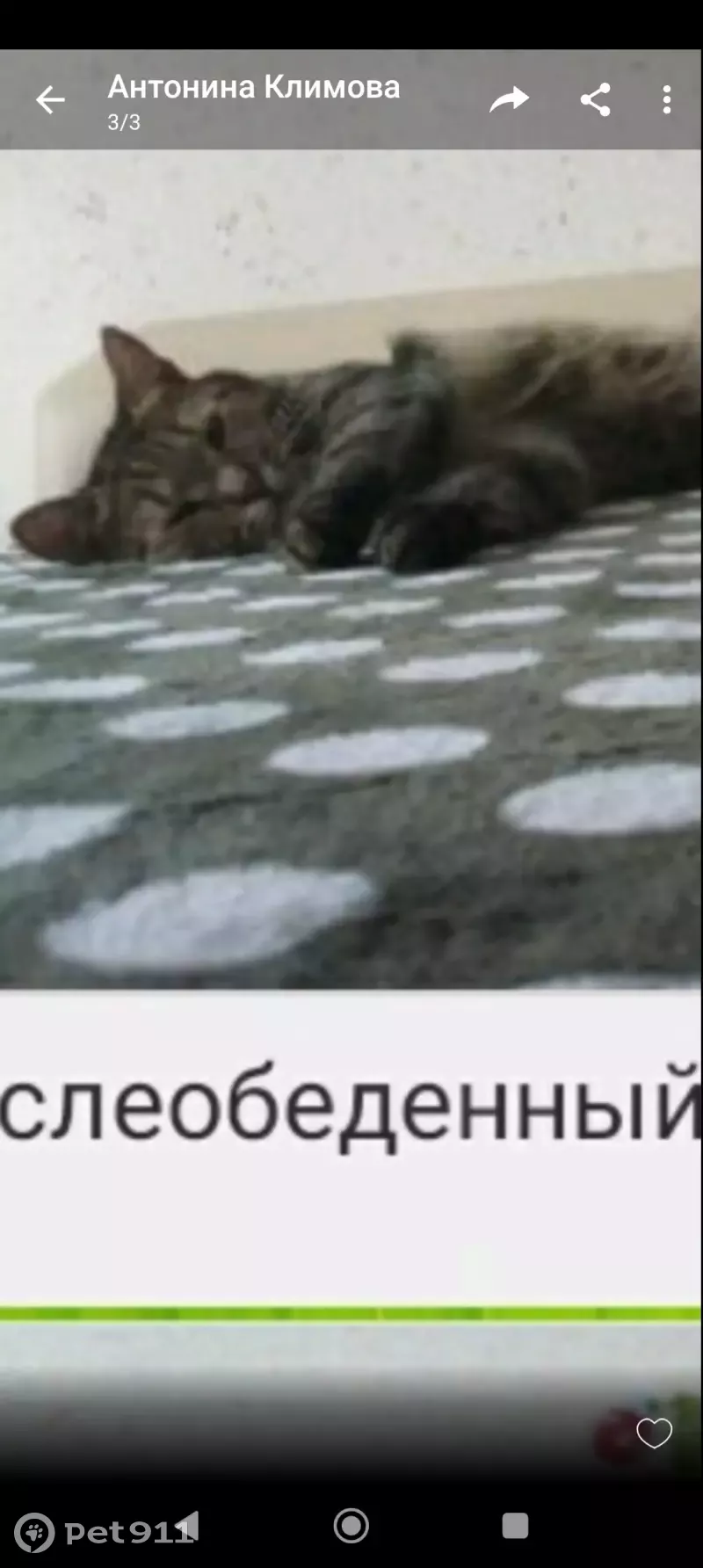 Пропала кошка Котик на Революционной, 155, Самара