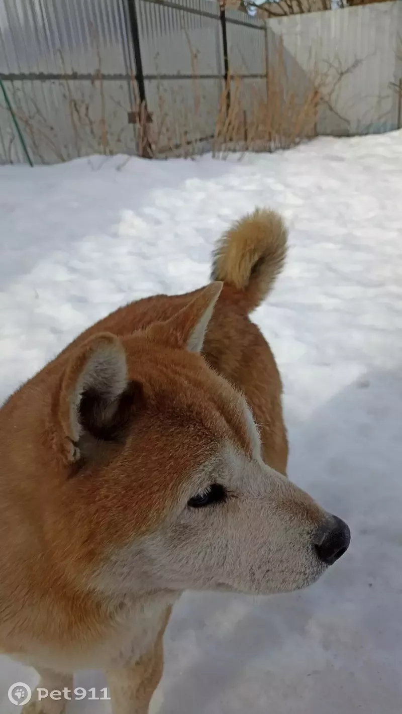 Собака Сиба Ину найдена в Тюмени, ММС район. | Pet911.ru