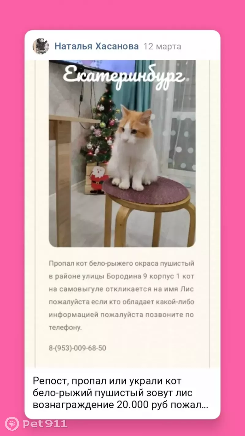 Пропал кот Лис, ул. Бородина 9 к1, Екатеринбург | Pet911.ru