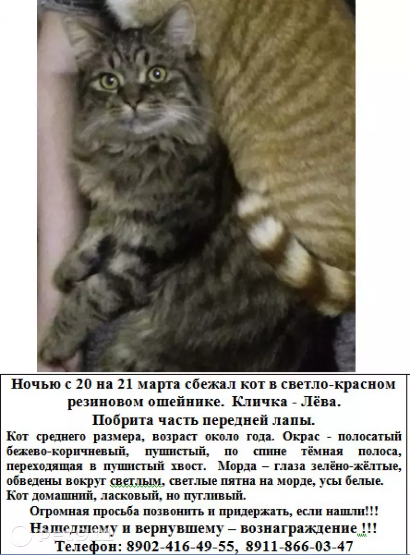 Пропал кот Лёва на Коммунальной 3, Малое Исаково. | Pet911.ru