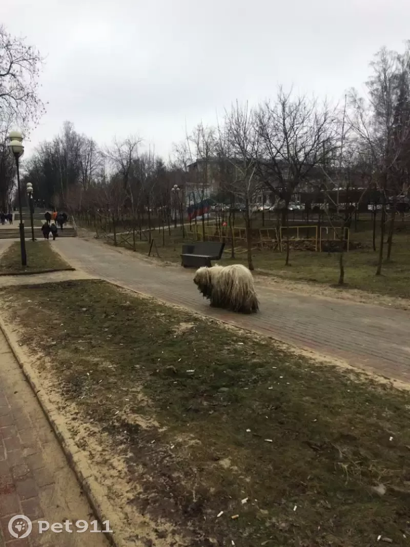 Найдена собака на Волоколамском шоссе, Красногорск - photo