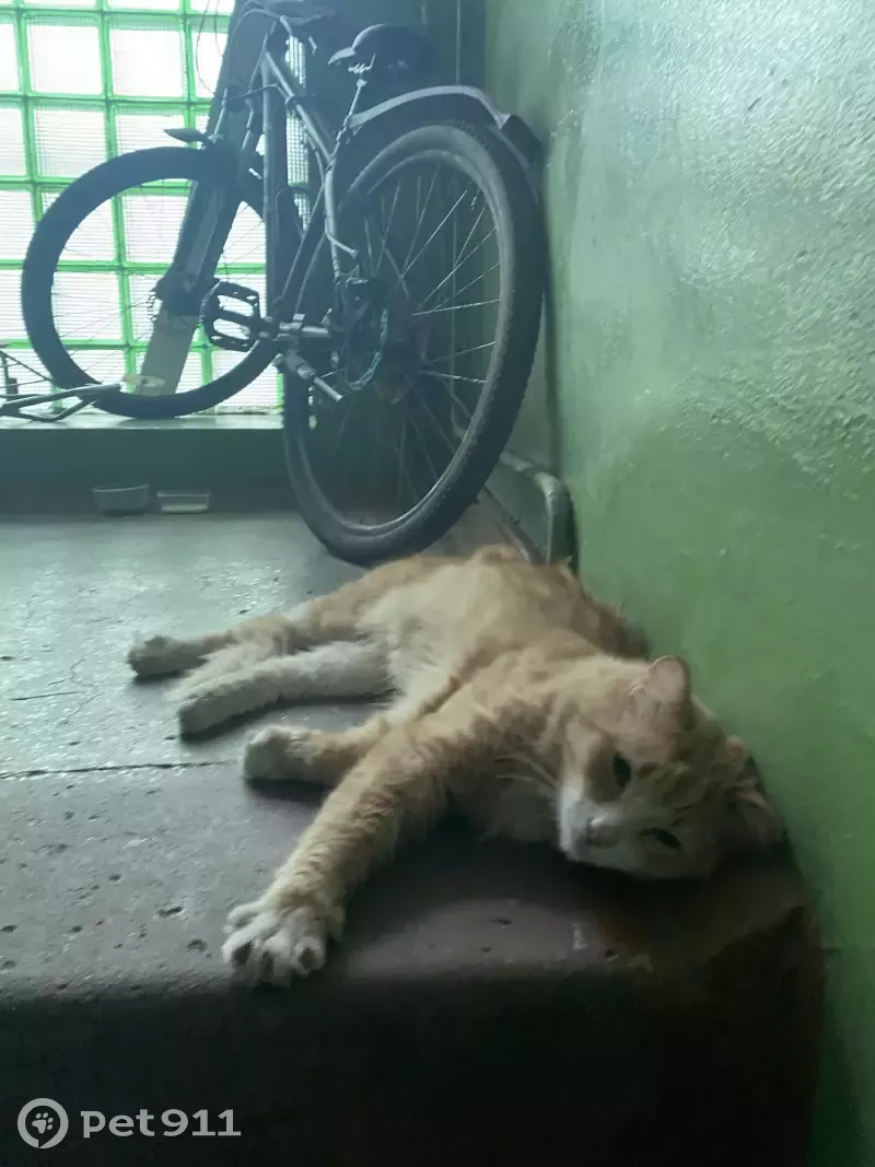 Пропала кошка Рыжий на ул. Свердлова, Киров - photo