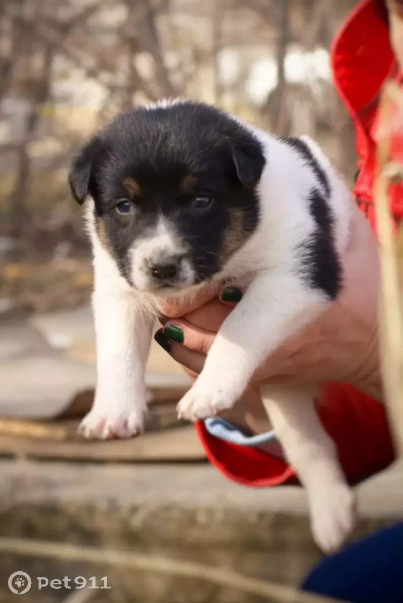 Щенки дворняги ищут дом на ул. Никитина, Волгоград | Pet911.ru