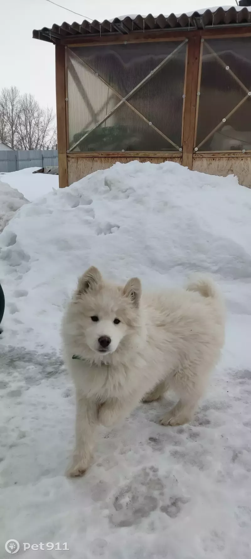 Пропала собака Умка в поселке Мирный | Pet911.ru