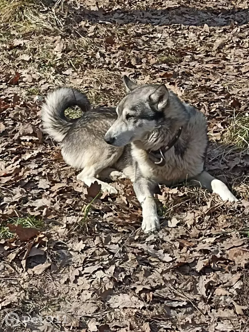 Найдена собака в Калужской области, село Ильинское | Pet911.ru