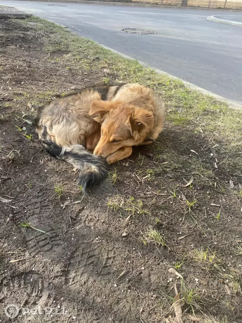 Собака с ошейником на Кулаковом переулке, Москва.
