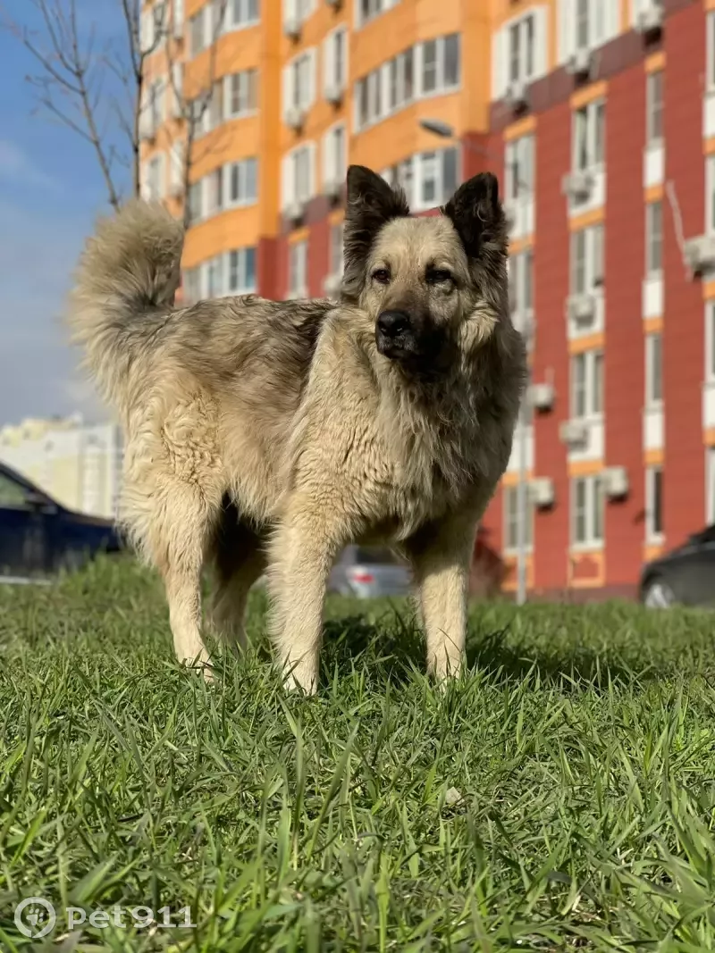 Пропали две собаки в Красном Крыме, Ростовская область | Pet911.ru