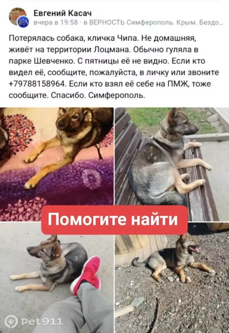 Пропала собака Чипа, ул. Войкова 10, Симферополь | Pet911.ru