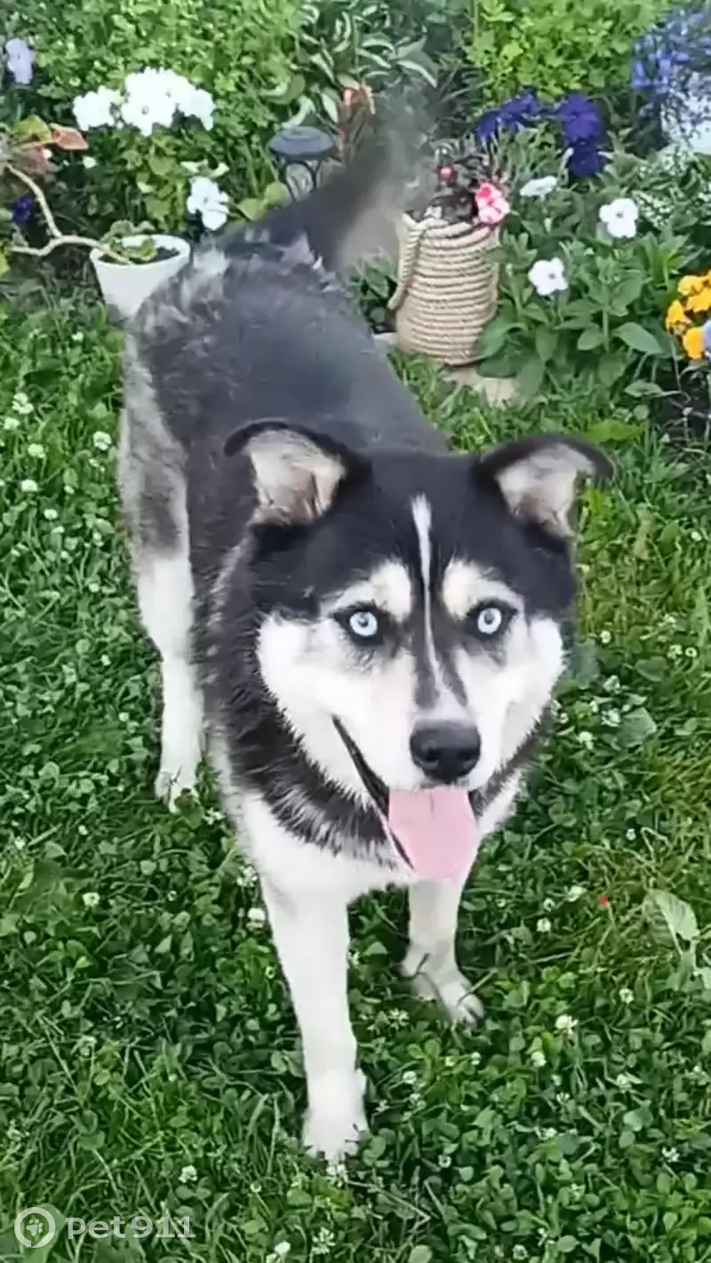 Пропала собака Норд на Московской, 52/1 в Обнинске - photo
