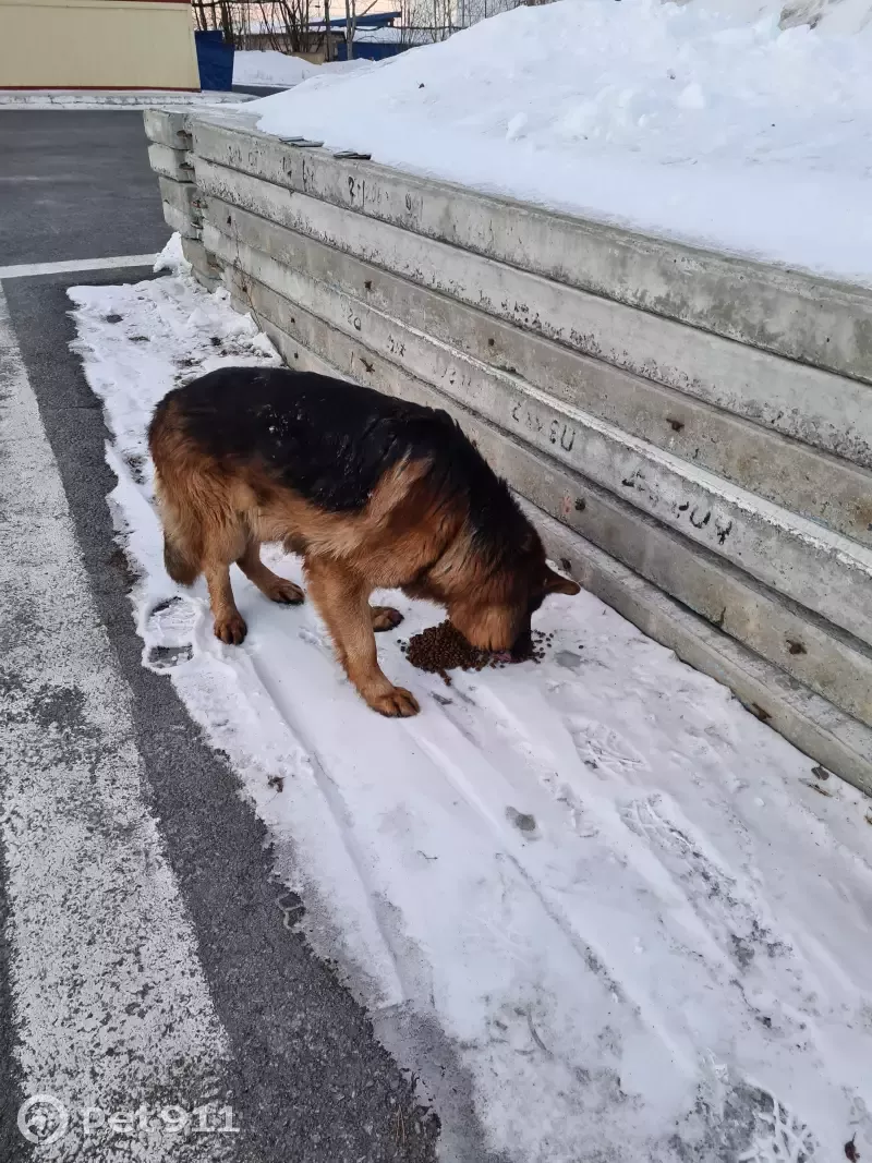 Собака-овчарка найдена на ул. Энергостроителей, 11 с1, г. Сургут. |  Pet911.ru