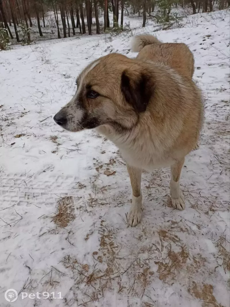 Пропала собака Девочка на ул. Добролюбова, 18А, Воронеж | Pet911.ru