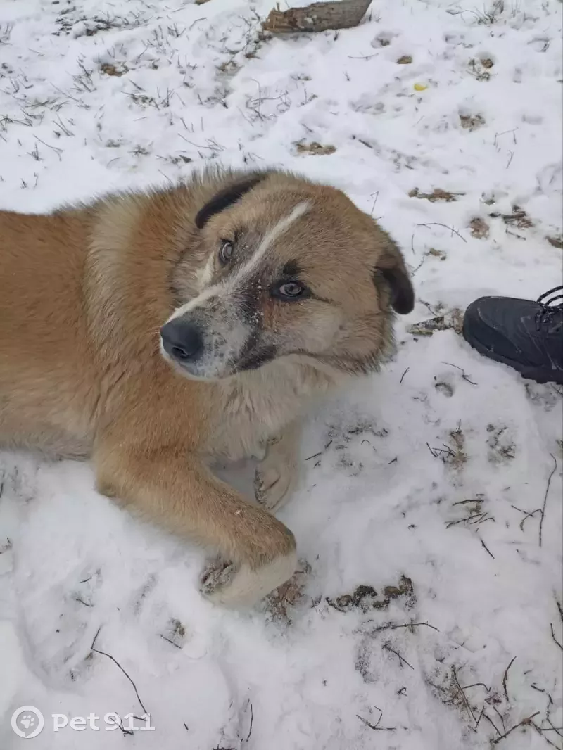 Пропала собака Девочка на ул. Добролюбова, 18А, Воронеж | Pet911.ru