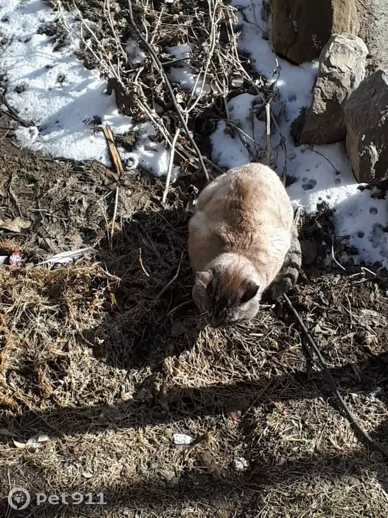 Найден серый кот с разбитой мордой в Ангарске | Pet911.ru