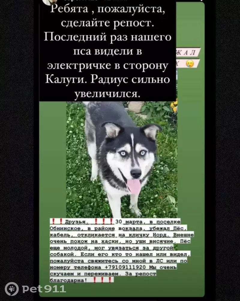 Пропал пёс помесь хаски-лабрадора в Обнинске | Pet911.ru