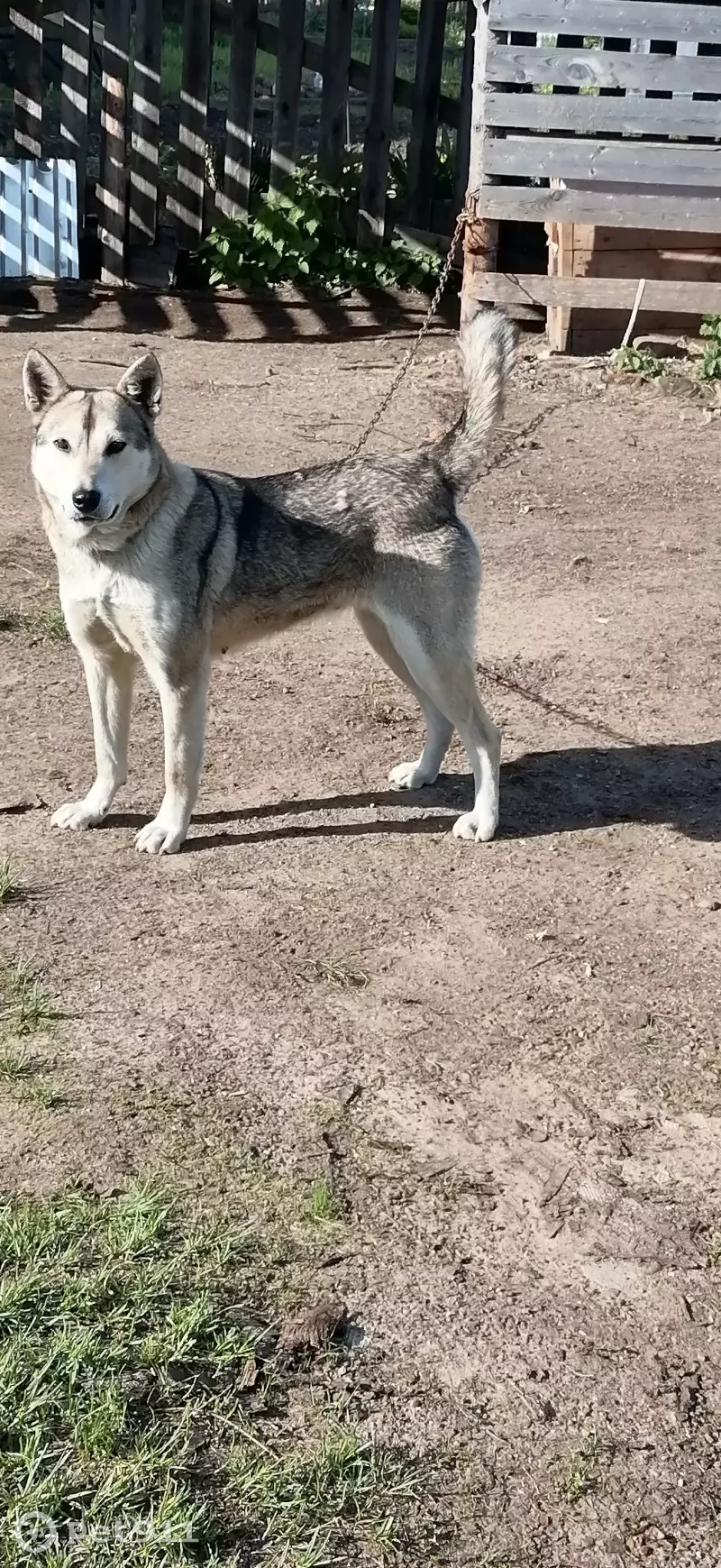 Пропала собака Лайка в Белой Холунице, Кировская область. | Pet911.ru