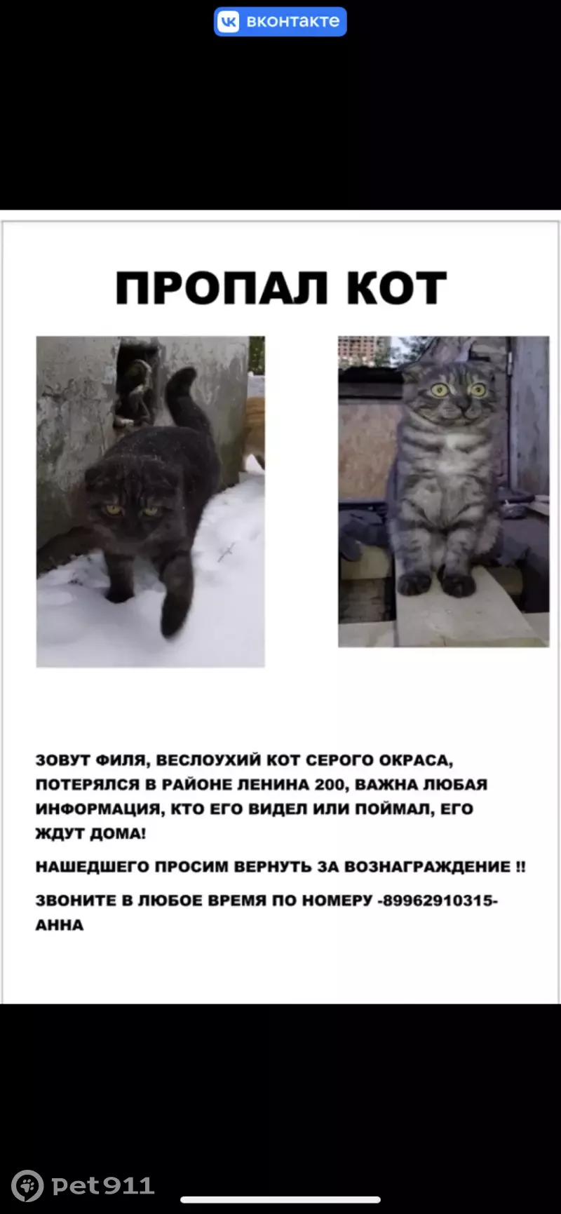 Пропала кошка в Уфе. | Pet911.ru