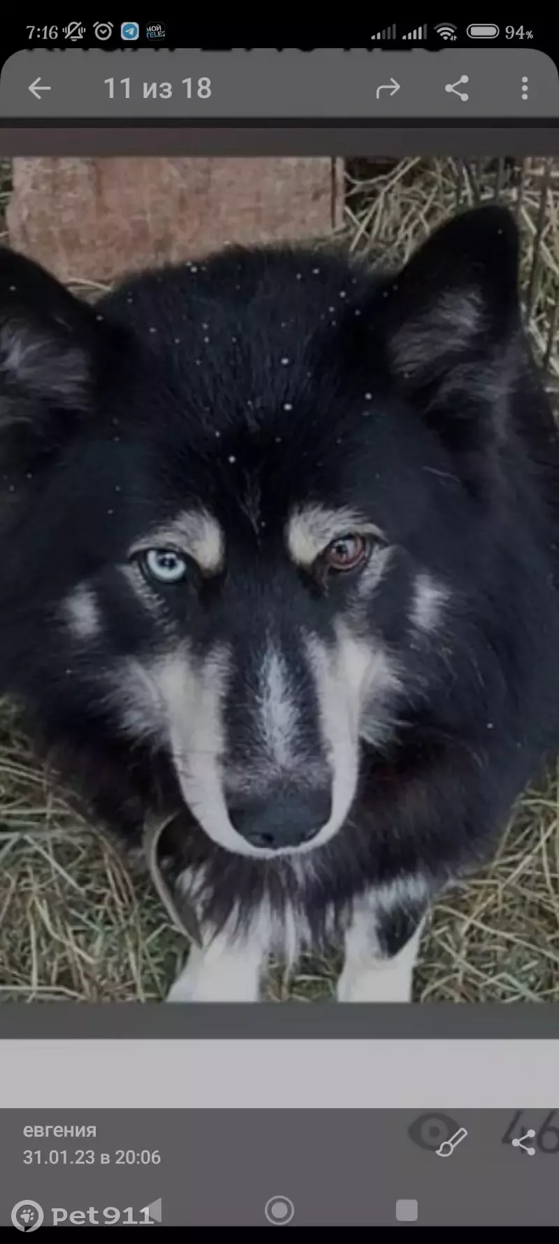 Пропала собака в Товарково с разными глазами | Pet911.ru