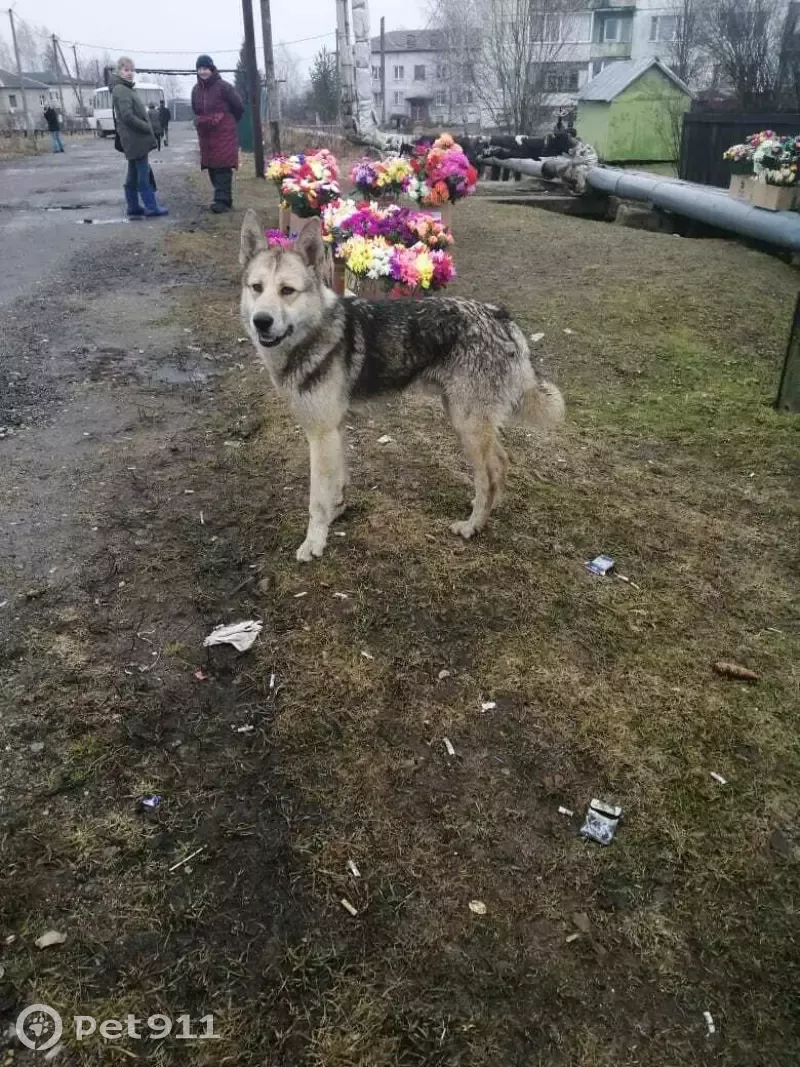 Пропала собака в Семлёво, Смоленская область | Pet911.ru