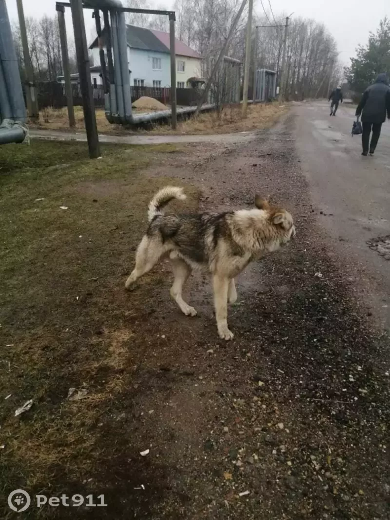 Пропала собака в Семлёво, Смоленская область | Pet911.ru