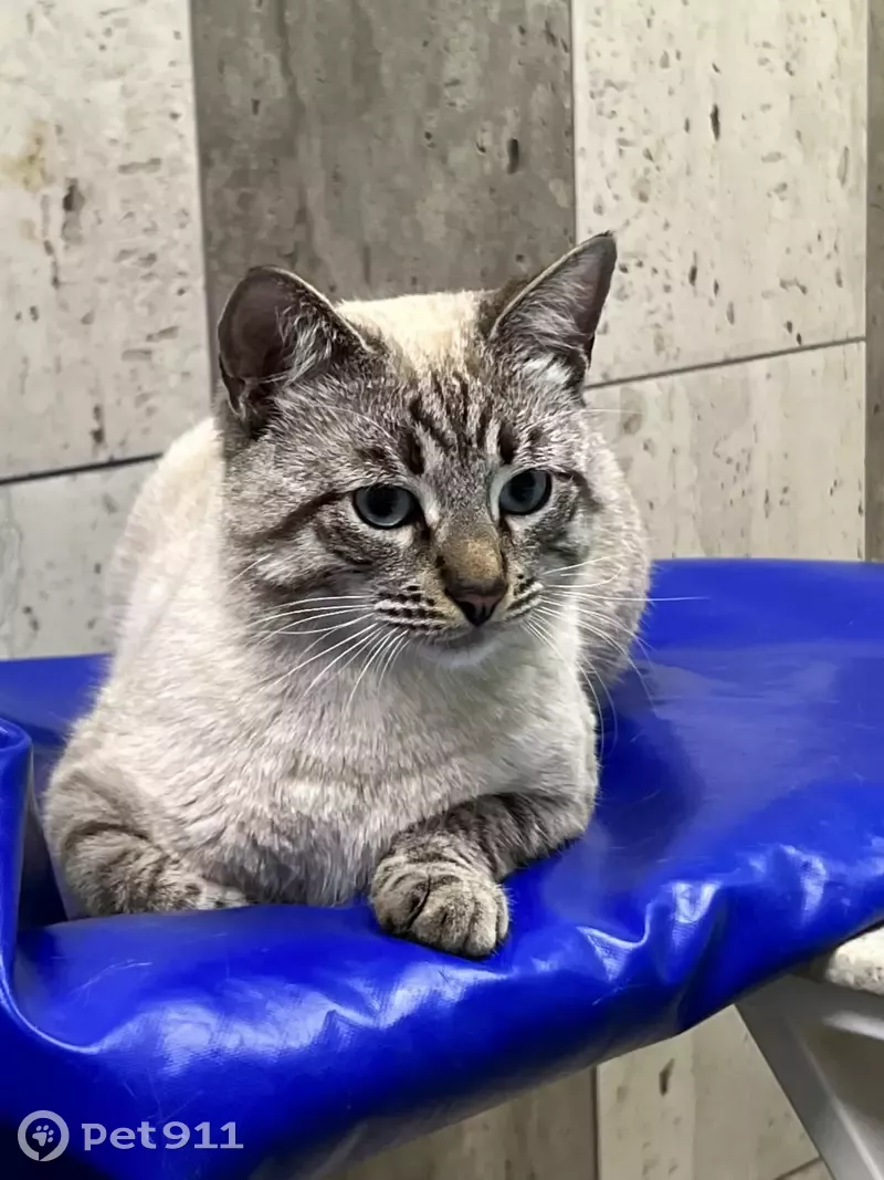 Найден Тайский кот на Кастанаевской улице, 54. - photo