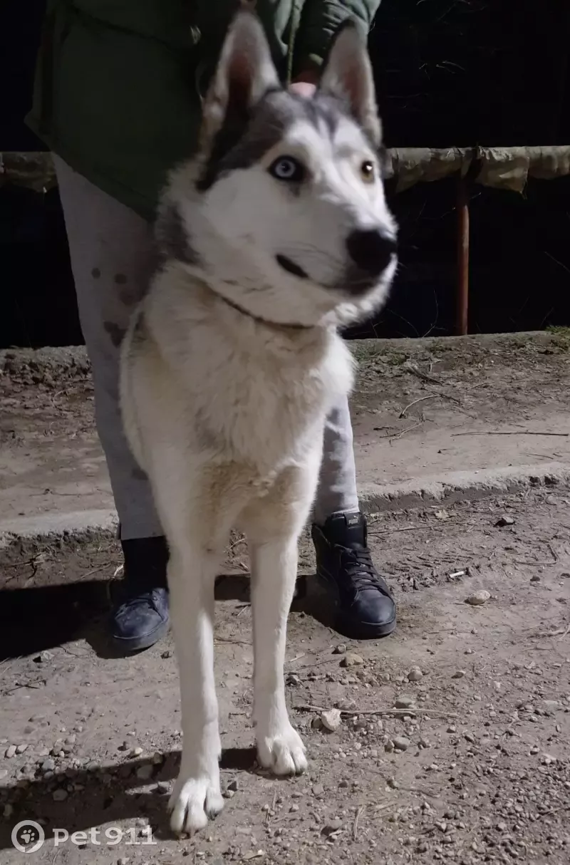 Найдена собака ищет нового хозяина: адрес и контакты внутри! | Pet911.ru