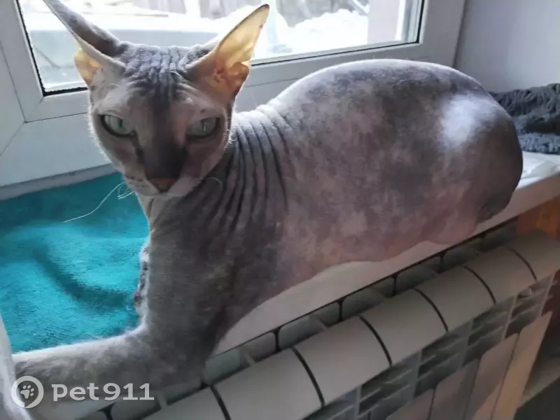 Пропала кошка Ника в Северном районе - photo