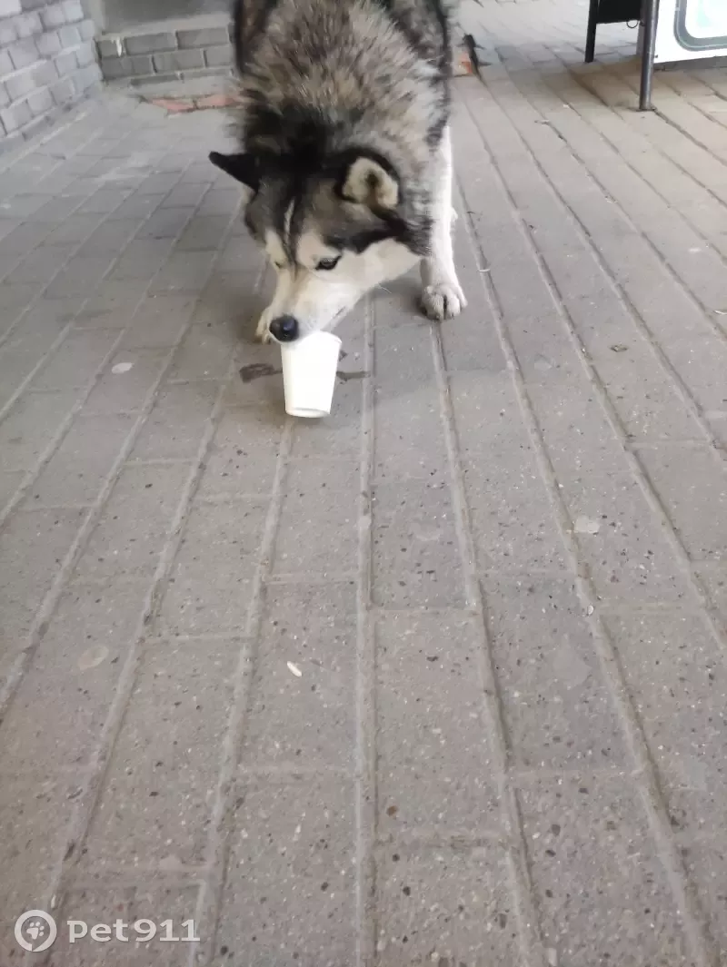 Собака Хаски найдена на Советской площади, 7 в Нижнем Новгороде.