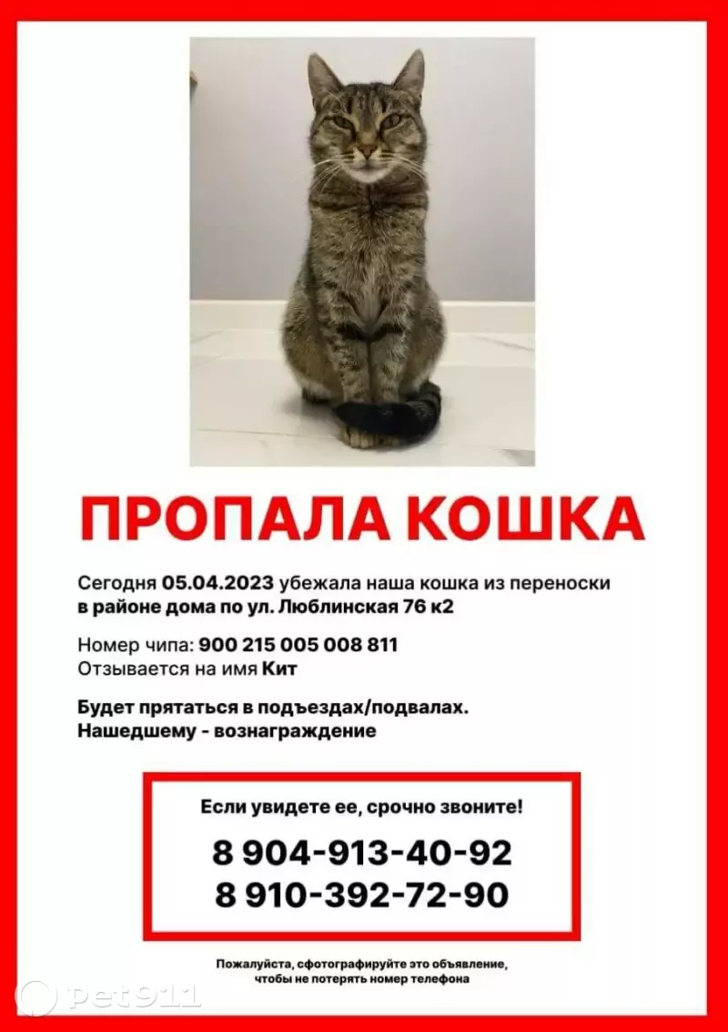 Пропала кошка Кошечка, адрес: Люблинская улица, 76 к2, Москва | Pet911.ru