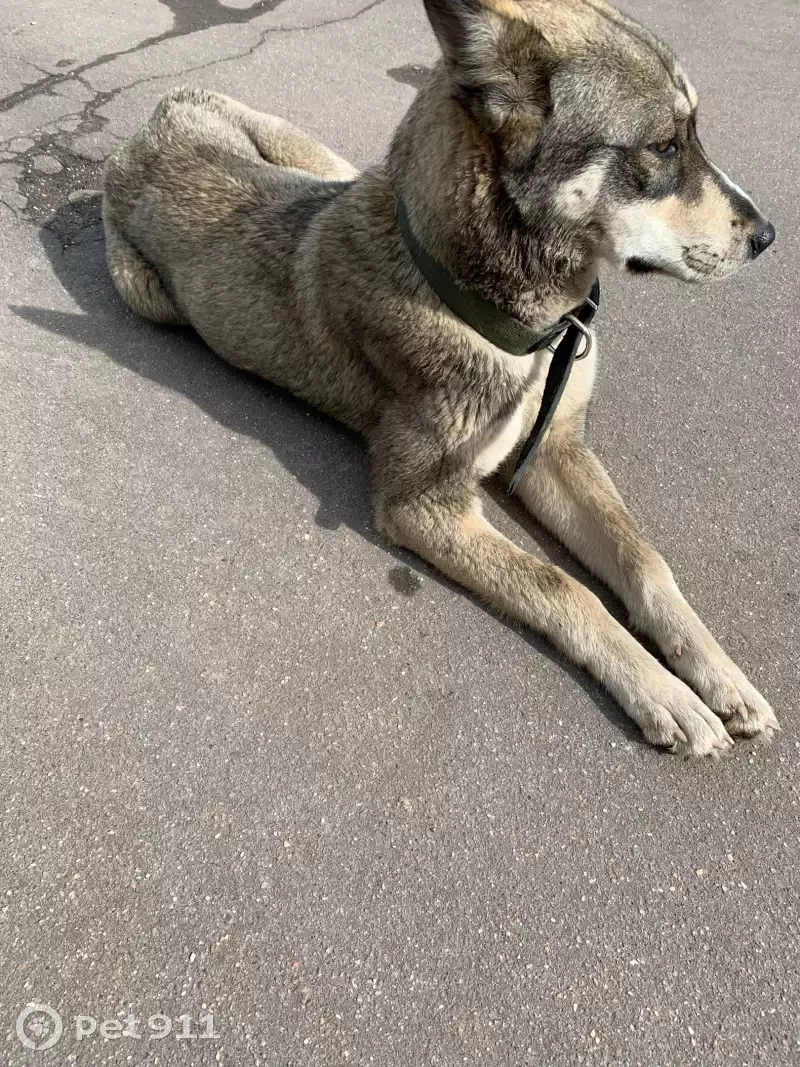 Найдена собака на Панфиловском проспекте в Зеленограде