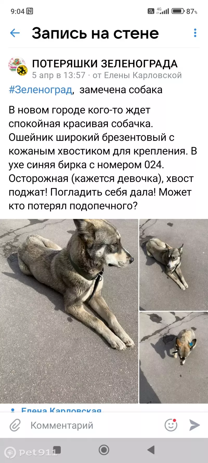 Найдена собака на Панфиловском проспекте в Зеленограде