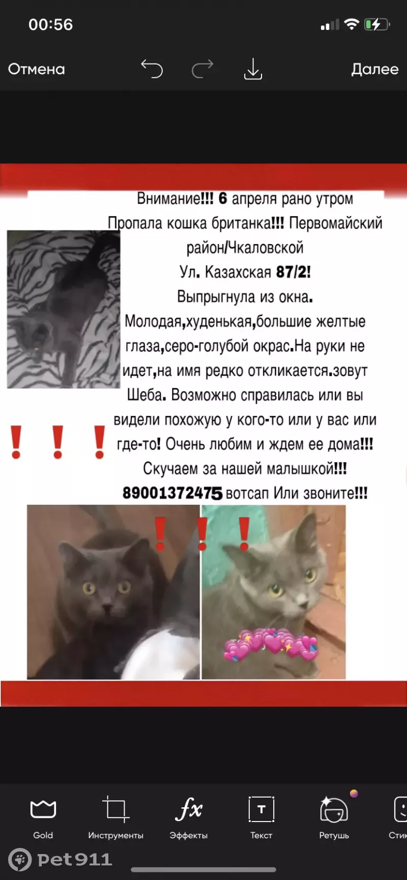 Пропала кошка на Казахской 87/2, Ростов-на-Дону! | Pet911.ru