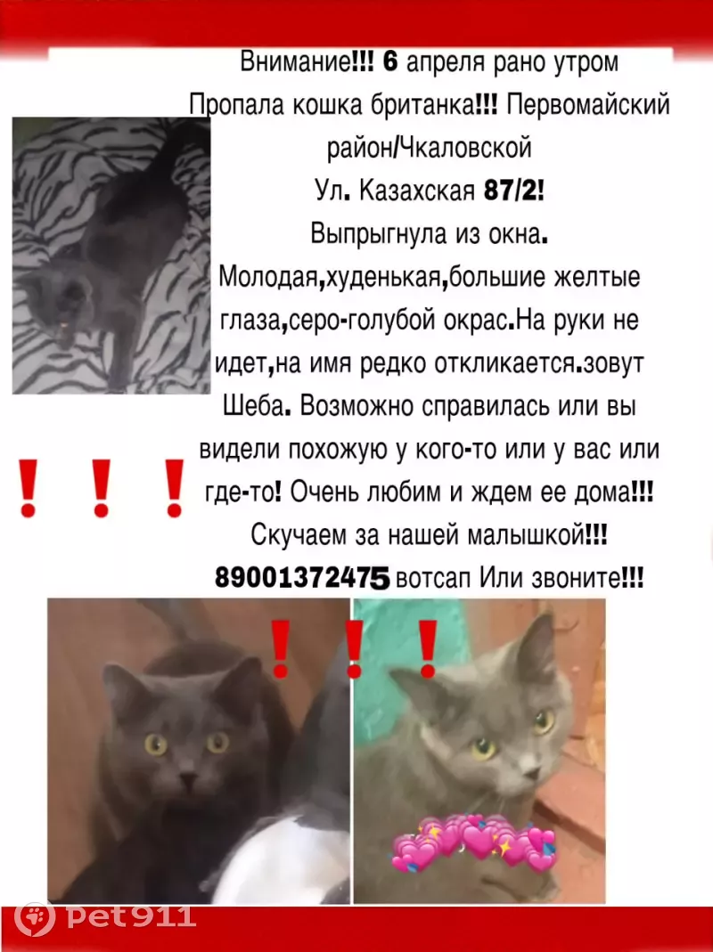 Пропала кошка на Казахской 87/2, Ростов-на-Дону! | Pet911.ru