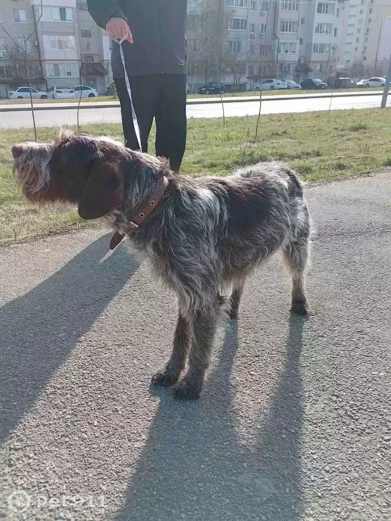 Собака на улице Исаева, Саратов - найдена! | Pet911.ru