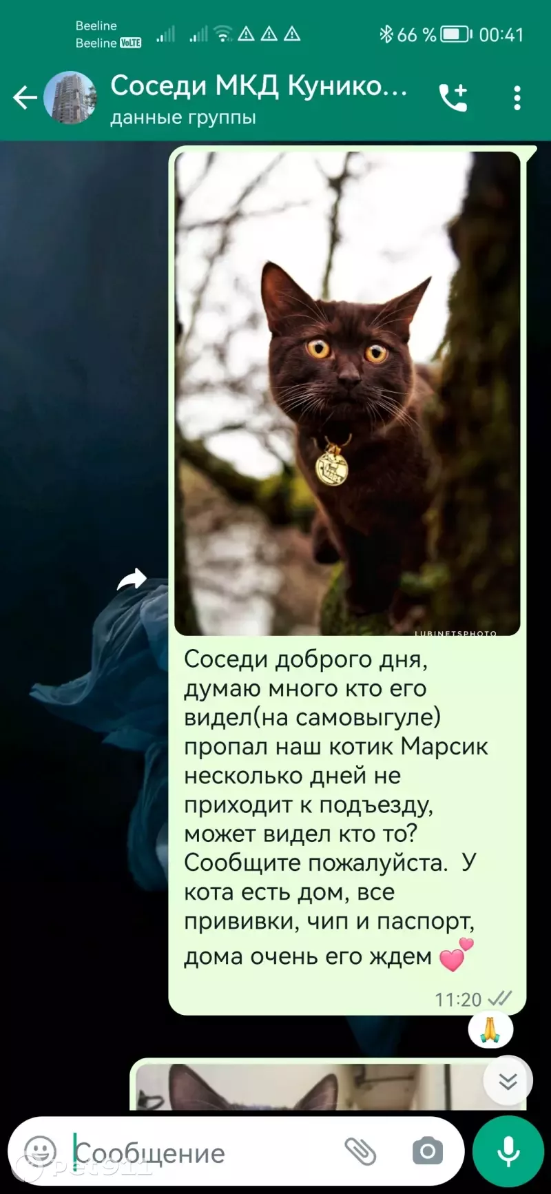 Пропал кот Марсик, ул. Куникова, 20, Новороссийск | Pet911.ru